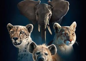 Dynasties 2 review: A gripping look at the lives of the remarkable wild animals